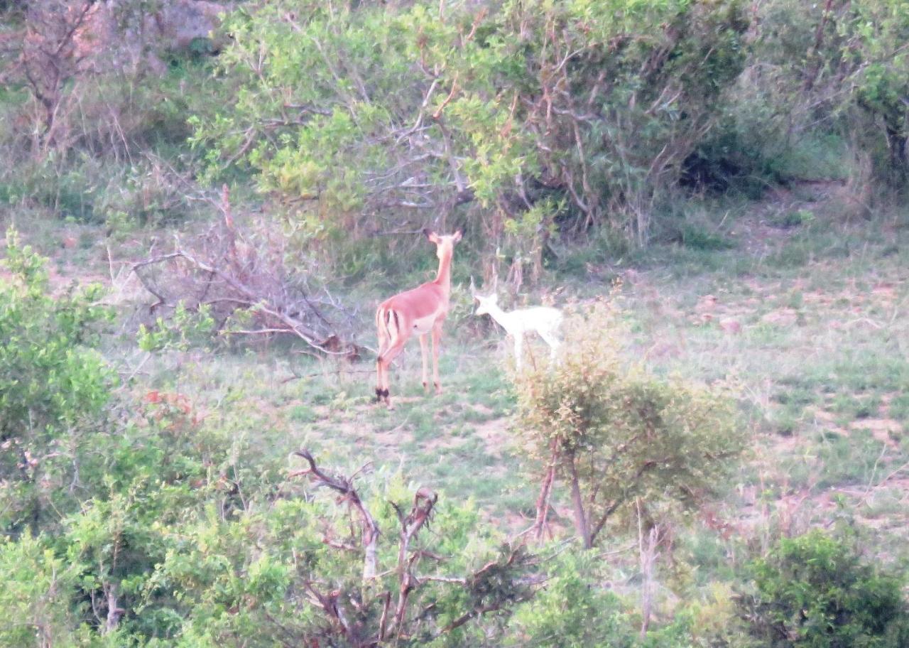 Kruger View Tree House Vila Marloth Park Exterior foto