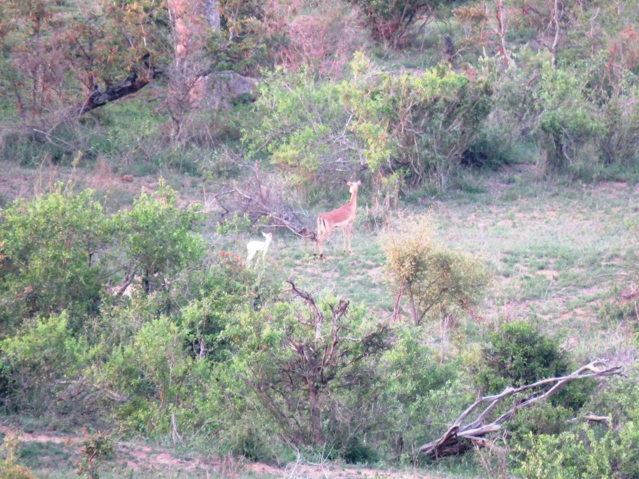 Kruger View Tree House Vila Marloth Park Exterior foto